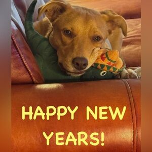 HAPPY NEW YEARS‼️